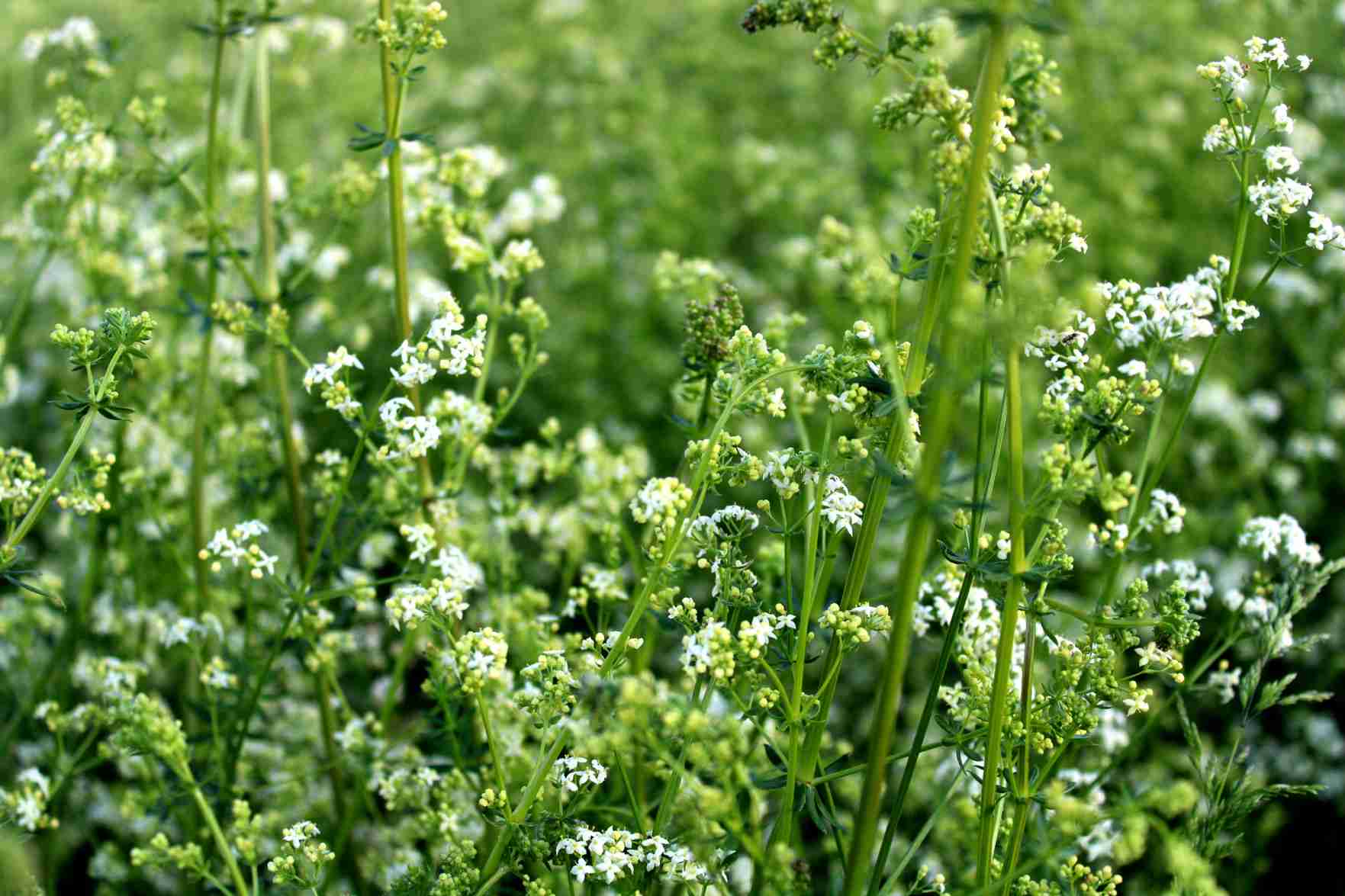 Weißes Labkraut Weißes Labkraut