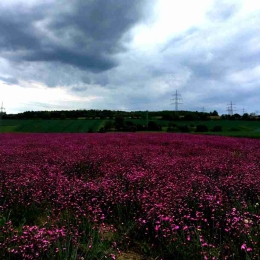 Rote Lichtnelke