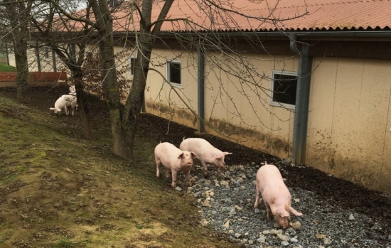 Schweinehaltung