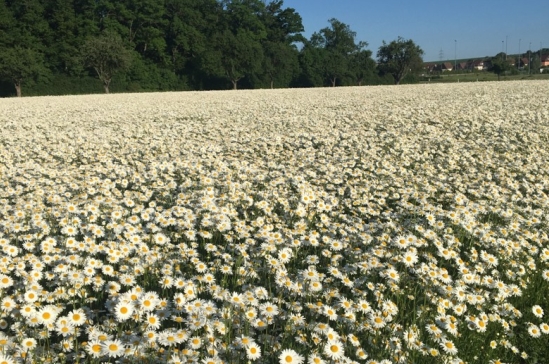 Blühendes Margeritenfeld