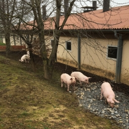 Schweineauslauf