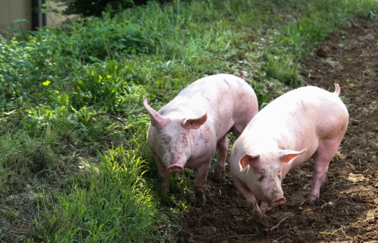 Schweinehaltung Schweine