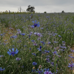 Kornblumen